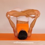 Η στάση του λωτού προς τα επάνω  /   Lotus upwards pose